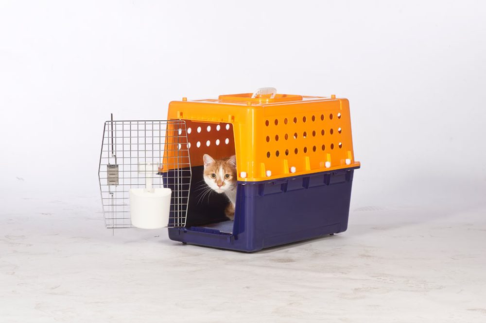 A cat resting inside an orange and blue airline-approved travel crate.