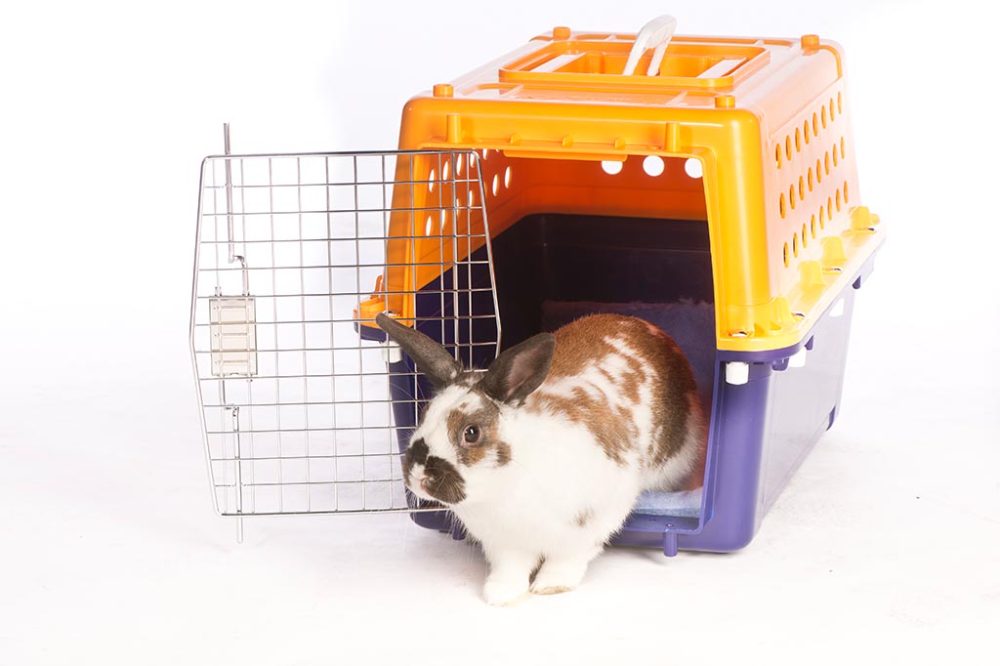 A rabbit stepping out of an airline-approved travel crate.