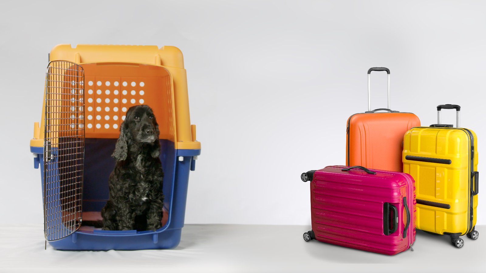 A golden retriever sitting calmly in an airline-approved travel crate beside packed suitcases, ready to move overseas.