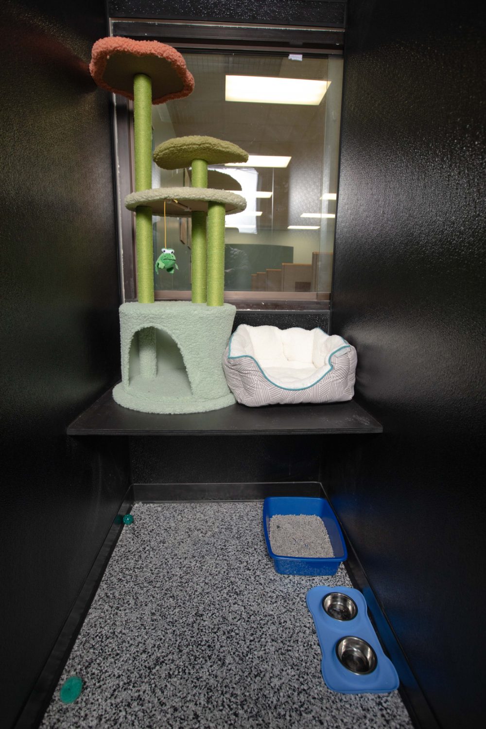 A private cat suite with a climbing tree, bed, litter tray and bowls.