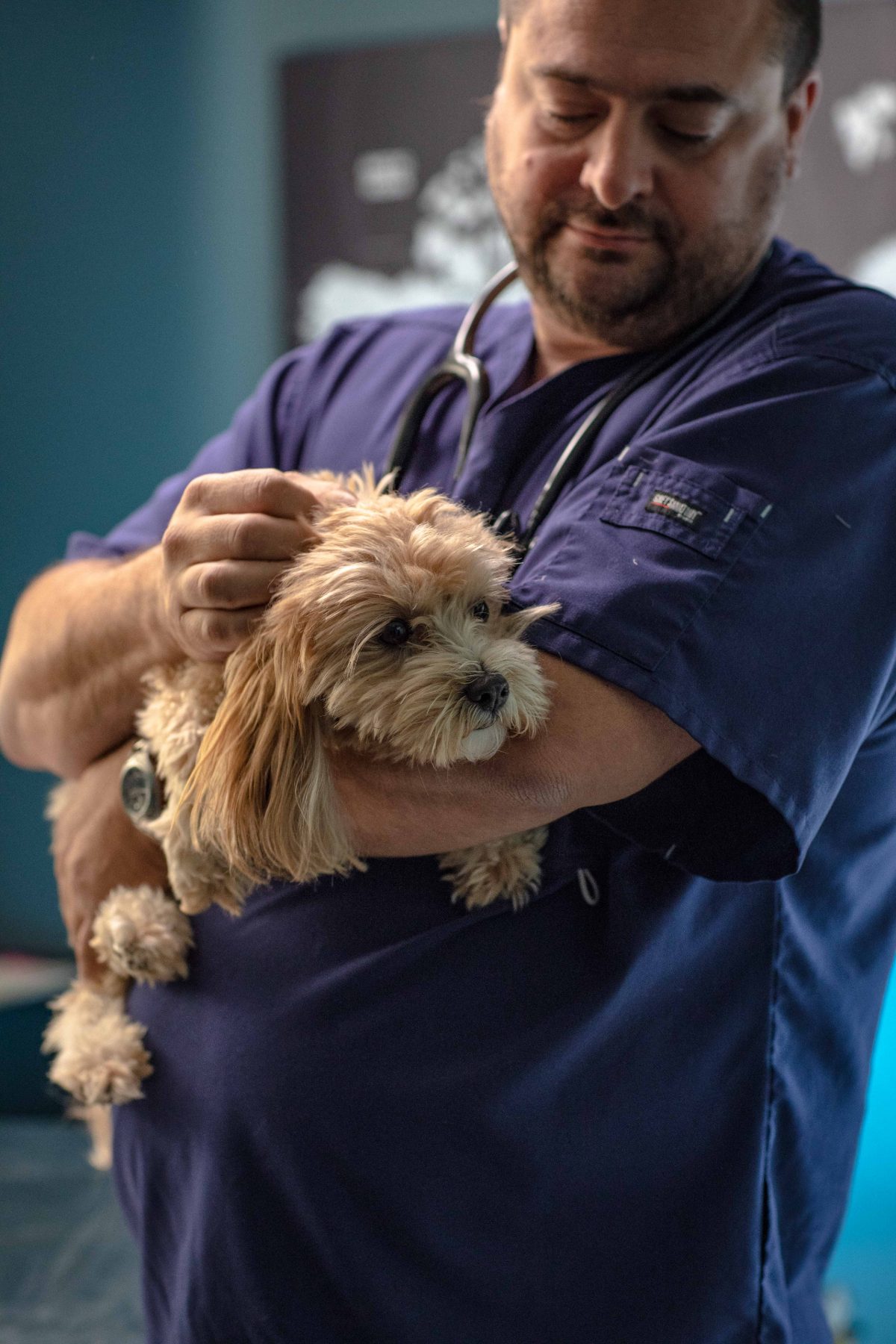 A veterinarian in scrubs gently holding a small dog, reassuring it before travel.